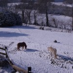 bartres_poneys_dans_la_neige